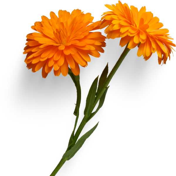Calendula 